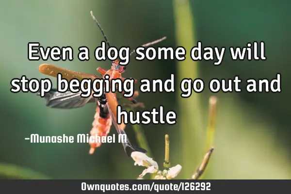 Even a dog some day will stop begging and go out and