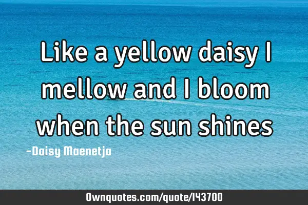 Like a yellow daisy i mellow and i bloom when the sun
