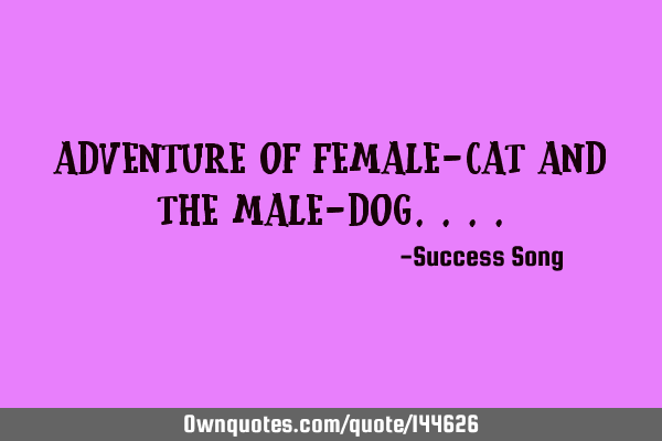 Adventure of female-cat and the male-