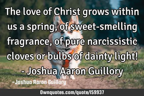 The love of Christ grows within us a spring, of sweet-smelling fragrance, of pure narcissistic