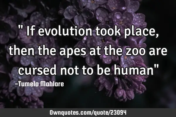 " If evolution took place, then the apes at the zoo are cursed not to be human"