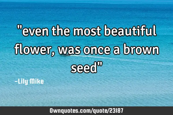 "even the most beautiful flower, was once a brown seed"