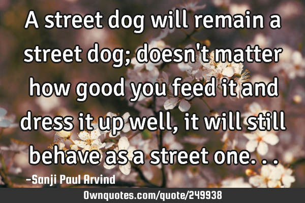A street dog will remain a street dog; doesn