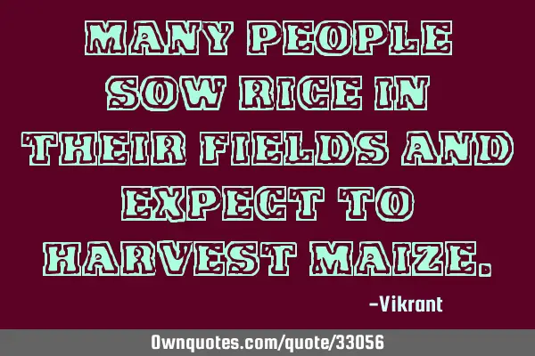 Many people sow rice in their fields and expect to harvest