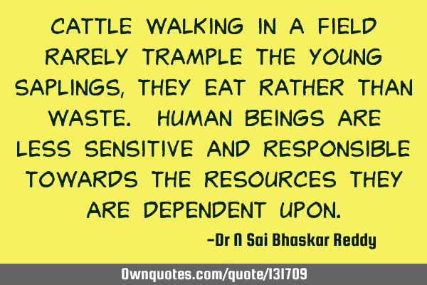 Cattle walking in a field rarely trample the young saplings, they eat rather than waste. Human