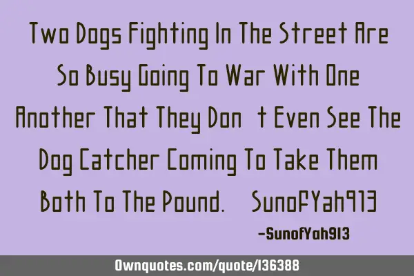 Two Dogs Fighting In The Street Are So Busy Going To War With One Another That They Don