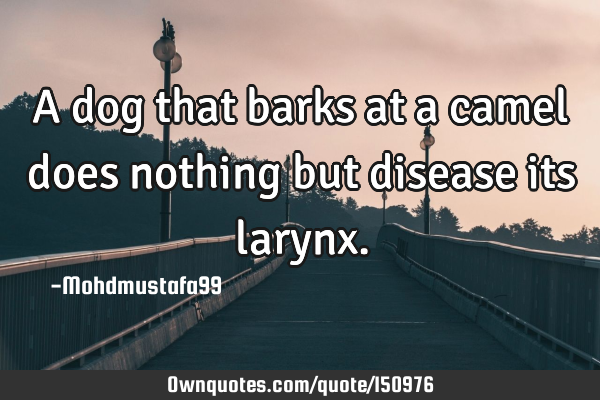 A dog that barks at a camel does nothing but disease its