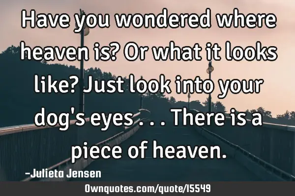 Have you wondered where heaven is? Or what it looks like? Just look into your dog
