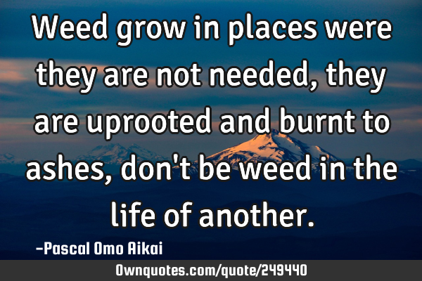 Weed grow in places were they are not needed, they are uprooted and burnt to ashes, don