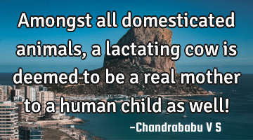 Amongst all domesticated animals, a lactating cow is deemed to be a real mother to a human child as