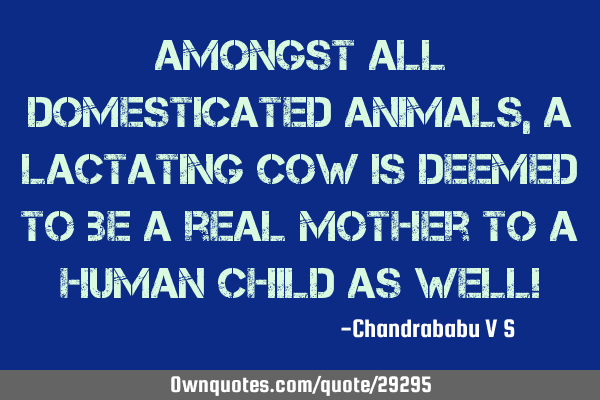 Amongst all domesticated animals, a lactating cow is deemed to be a real mother to a human child as