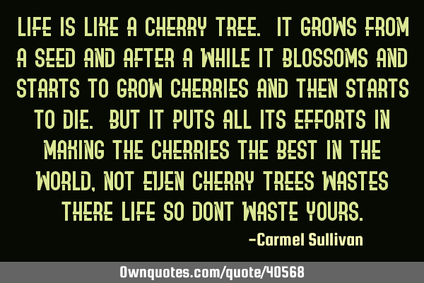 Life is like a cherry tree. It grows from a seed and after a while it blossoms and starts to grow