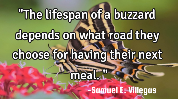 "The lifespan of a buzzard depends on what road they choose for having their next meal. "